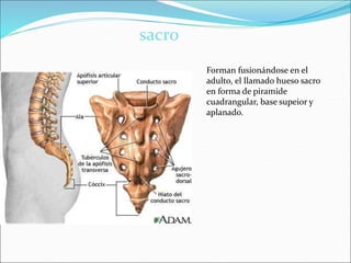 Forman fusionándose en el
adulto, el llamado hueso sacro
en forma de piramide
cuadrangular, base supeior y
aplanado.
sacro
 