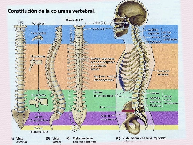 Las pastillas para el tratamiento hondroza los cuellos