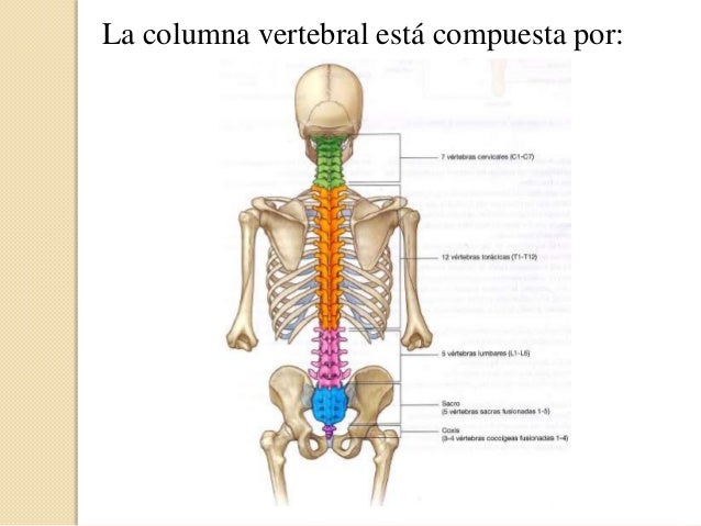 La operación de la escoliosis las cicatrices