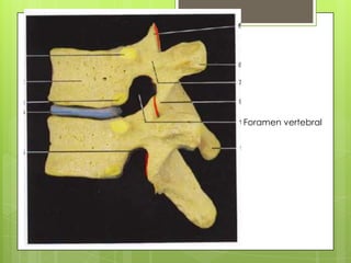 Foramen vertebral

 