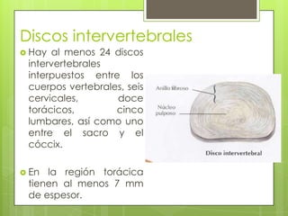 Discos intervertebrales
 Hay

al menos 24 discos
intervertebrales
interpuestos entre los
cuerpos vertebrales, seis
cervicales,
doce
torácicos,
cinco
lumbares, así como uno
entre el sacro y el
cóccix.

 En

la región torácica
tienen al menos 7 mm
de espesor.

 