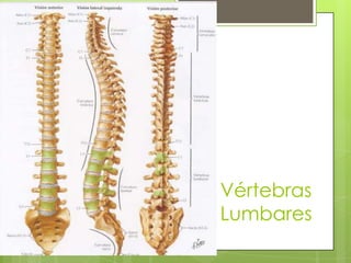 Vértebras
Lumbares

 