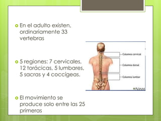  En

el adulto existen,
ordinariamente 33
vertebras

5

regiones: 7 cervicales,
12 torácicas, 5 lumbares,
5 sacras y 4 coccígeas.

 El

movimiento se
produce solo entre las 25
primeras

 