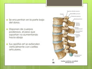 

Se encuentran en la parte baja
del dorso.



Disponen de cuerpos
poderosos, el peso que
soportan va aumentando
hacia abajo



Sus apófisis art se extienden
verticalmente con carillas
articulares.

 
