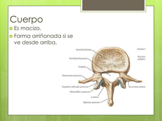 Cuerpo
 Es

macizo.
 Forma arriñonada si se
ve desde arriba.

 
