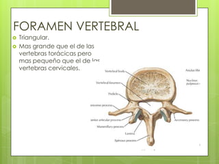 FORAMEN VERTEBRAL



Triangular.
Mas grande que el de las
vertebras torácicas pero
mas pequeño que el de las
vertebras cervicales.

 