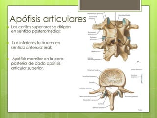 Apófisis articulares


Las carillas superiores se dirigen
en sentido posteromedial;



Las inferiores lo hacen en
sentido anterolateral;



Apófisis mamilar en la cara
posterior de cada apófisis
articular superior.

 
