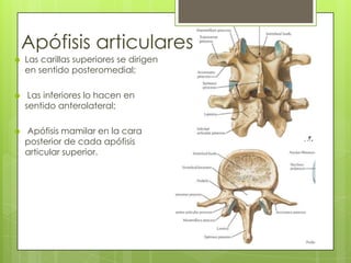 Apófisis articulares


Las carillas superiores se dirigen
en sentido posteromedial;



Las inferiores lo hacen en
sentido anterolateral;



Apófisis mamilar en la cara
posterior de cada apófisis
articular superior.

 
