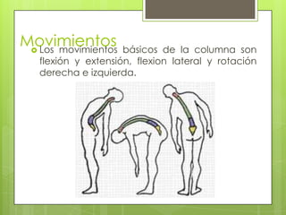 Movimientos
 Los movimientos

básicos de la columna son
flexión y extensión, flexion lateral y rotación
derecha e izquierda.

 