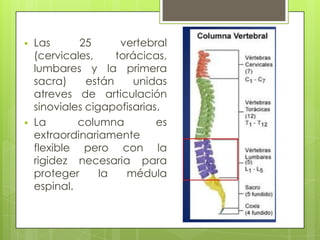 



Las
25
vertebral
(cervicales,
torácicas,
lumbares y la primera
sacra)
están
unidas
atreves de articulación
sinoviales cigapofisarias.
La
columna
es
extraordinariamente
flexible pero con la
rigidez necesaria para
proteger
la
médula
espinal.

 