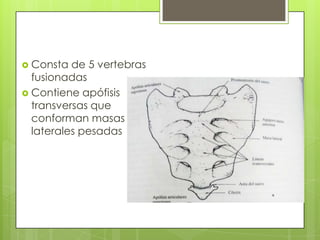  Consta

de 5 vertebras
fusionadas
 Contiene apófisis
transversas que
conforman masas
laterales pesadas

 