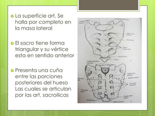  La

superficie art. Se
halla por completo en
la masa lateral

 El

sacro tiene forma
triangular y su vértice
esta en sentido anterior

 Presenta

una cuña
entre las porciones
posteriores del hueso
Las cuales se articulan
por las art. sacroilicas

 