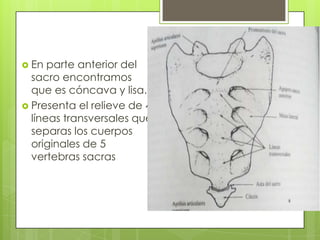  En

parte anterior del
sacro encontramos
que es cóncava y lisa.
 Presenta el relieve de 4
líneas transversales que
separas los cuerpos
originales de 5
vertebras sacras

 
