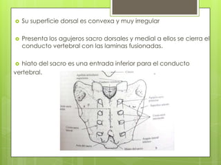 

Su superficie dorsal es convexa y muy irregular



Presenta los agujeros sacro dorsales y medial a ellos se cierra el
conducto vertebral con las laminas fusionadas.

hiato del sacro es una entrada inferior para el conducto
vertebral.


 