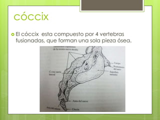 cóccix
 El

cóccix esta compuesto por 4 vertebras
fusionadas, que forman una sola pieza ósea.

 