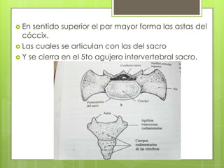 En

sentido superior el par mayor forma las astas del
cóccix.
 Las cuales se articulan con las del sacro
 Y se cierra en el 5to agujero intervertebral sacro.

 