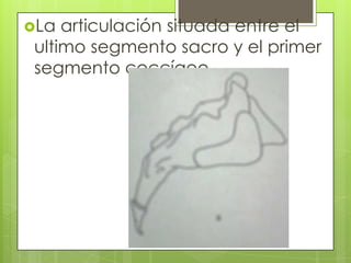 La

articulación situada entre el
ultimo segmento sacro y el primer
segmento coccígeo

 