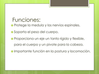 Funciones:
 Protege

la medula y los nervios espinales.

 Soporta

el peso del cuerpo.

 Proporciona

un eje un tanto rígido y flexible,

para el cuerpo y un pivote para la cabeza.
 Importante

función en la postura y locomoción.

 