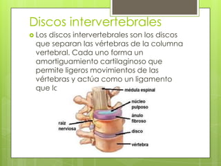 Discos intervertebrales
 Los

discos intervertebrales son los discos
que separan las vértebras de la columna
vertebral. Cada uno forma un
amortiguamiento cartilaginoso que
permite ligeros movimientos de las
vértebras y actúa como un ligamento
que las mantiene juntas.

 