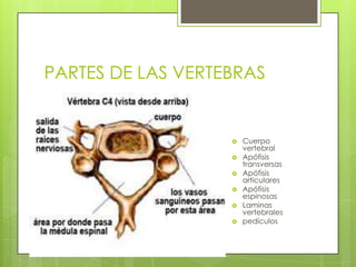 PARTES DE LAS VERTEBRAS








Cuerpo
vertebral
Apófisis
transversas
Apófisis
articulares
Apófisis
espinosas
Laminas
vertebrales
pedículos

 
