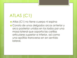 ATLAS (C1)
 Atlas

(C1) no tiene cuerpo ni espina
 Consta de unos delgados arcos anterior y
arco posterior unidos en los lados por una
masa lateral que soporta las carillas
articulares superior e inferior, así como
una apófisis transversa en en sentido
lateral.

 