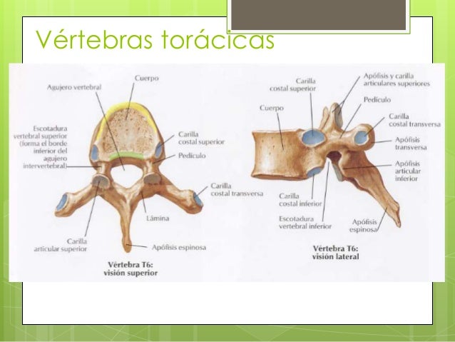 Columna vertebral