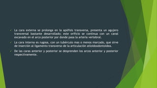  La cara externa se prolonga en la apófisis transversa, presenta un agujero
transversal bastante desarrollado; este orificio se continua con un canal
excavado en el arco posterior por donde pasa la arteria vertebral.
 La cara interna es rugosa, con un tubérculo mas o menos marcado, que sirve
de inserción al ligamento transverso de la articulación atloidoodontoidea.
 De las caras anterior y posterior se desprenden los arcos anterior y posterior
respectivamente.
 