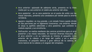  Arco anterior: aplanado de adelante atrás, presenta en la línea
media por su cara anterior el tubérculo anterior del atlas.
 Arco posterior: en su cara posterior en el punto de unión con las
masas laterales, presenta una canaladura por donde pasa la arteria
vertebral.
 Agujero raquídeo: es muy grande, y en estado fresco queda divido
en dos porciones por el ligamento transverso; una anterior, donde
se aloja la apófisis adenoides y otra posterior, que contiene la
medula espinal y sus envolturas.
 Osificación: se realiza mediante dos centros primitivos para el arco
posterior y las masas naturales. Se insertan diversos músculos, en
el arco anterior y en su tubérculo se intenta el pequeño recto
anterior de la cabeza y en largo del cuello; y en a apófisis
transversa, el pequeño oblicuo y gran oblicuo de la cabeza, el
recto lateral de la cabeza y el angular del omoplato.
 