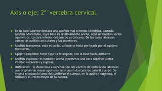 Axis o eje; 2ª°vertebra cervical.
 En su cara superior destaca una apófisis mas o menos cilíndrica, llamada
apófisis odontoides, cuya base es relativamente ancha, aquí se insertan varios
ligamentos. La cara inferior del cuerpo es cóncava. De las caras laterales
parten las apófisis articulares y las superiores.
 Apófisis transversa: esta es corta, su base se halla perforada por el agujero
transverso.
 Agujero raquídeo: tiene figurita triangular, con la base hacia adelante.
 Apófisis espinosa: es bastante ancha y presenta una cara superior u otra
inferior excavadas y rugosas.
 Osificación: se desarrolla a expensas de dos centros de osificación laterales
que originan las masas aporismarías y uno o dos centros para el cuerpo. Se
inserta el musculo largo del cuello en el cuerpo, en la apófisis espinosa, el
oblicuo y el, recto mayor de la cabeza.
 