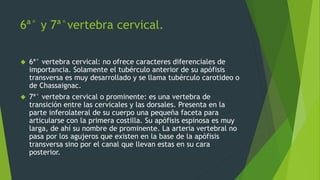 6ª° y 7ª°vertebra cervical.
 6ª° vertebra cervical: no ofrece caracteres diferenciales de
importancia. Solamente el tubérculo anterior de su apófisis
transversa es muy desarrollado y se llama tubérculo carotideo o
de Chassaignac.
 7ª° vertebra cervical o prominente: es una vertebra de
transición entre las cervicales y las dorsales. Presenta en la
parte inferolateral de su cuerpo una pequeña faceta para
articularse con la primera costilla. Su apófisis espinosa es muy
larga, de ahí su nombre de prominente. La arteria vertebral no
pasa por los agujeros que existen en la base de la apófisis
transversa sino por el canal que llevan estas en su cara
posterior.
 