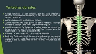 Vertebras dorsales
 Cuerpo vertebral. Es casi cilíndrico, con sus caras anterior y
laterales excavadas verticalmente y su cara posterior excavada en
sentido transversal.
 Agujero raquídeo. Es sensiblemente circular.
 Apófisis espinosa. Mas larga que en las demás vertebras, se dirige
hacia atrás y abajo, tiene forma de pirámide triangular.
 Apófisis transversas. Se dirigen hacia atrás y afuera, ostentando en
la cara anterior del vértice una superficie circular para la
tuberosidad de la costilla correspondiente.
 Laminas. De forma cuadrada, con diámetros verticales.
 Pedículos. Se desprenden de la parte posterolateral de los cuerpos
vertebrales, mas cerca de la cara superior que de la inferior;
debido a que su escotadura inferior es mas profunda que la
superior.
 