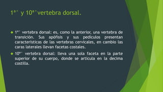 1ª° y 10ª°vertebra dorsal.
 1ª° vertebra dorsal: es, como la anterior, una vertebra de
transición. Sus apófisis y sus pedículos presentan
características de las vertebras cervicales, en cambio las
caras laterales llevan facetas costales.
 10ª° vertebra dorsal: lleva una sola faceta en la parte
superior de su cuerpo, donde se articula en la decima
costilla.
 