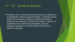 11ª° 12ª° vertebras dorsales.
 Presentan en su cuerpo una sola faceta para la undécima y
la duodécima costillas respectivamente. La doceava dorsal
difiere de la onceava, porque sus apófisis articulares
inferiores son convexas y vueltas hacia afuera. Además, la
duodécima lleva tubérculos semejantes a los que
presentan lumbares y no tiene carilla articular en la
apófisis transversa.
 