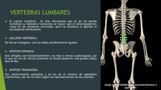 VERTEBRAS LUMBARES
 El cuerpo vertebral . Es mas voluminoso que el de las demás
vertebras su diámetro transverso es mayor que el anteroposterior,
como en las vertebras cervicales, pero no presenta ni apófisis ni
escotaduras semilunares.
 AGUJERO VERTEBRAL:
De forma triangular; con los lados sensiblemente iguales.
 APOFISIS ESPINOSA:
Esta dirigida casi horizontalmente y es mas o menos cuadrangular, por
lo que en ves de vértice presenta un borde posterior mas grueso abajo
que arriba.
 APOFISIS TRANSVERSA:
Son relativamente pequeñas y se les da el nombre de apéndices
costiformes, por ser en esta región los representantes de las costillas.
 