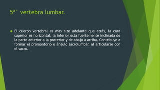 5ª° vertebra lumbar.
 El cuerpo vertebral es mas alto adelante que atrás, la cara
superior es horizontal, la inferior esta fuertemente inclinada de
la parte anterior a la posterior y de abajo a arriba. Contribuye a
formar el promontorio o ángulo sacrolumbar, al articularse con
el sacro.
 