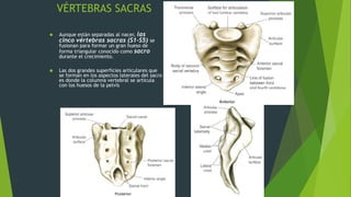 VÉRTEBRAS SACRAS
 Aunque están separadas al nacer, las
cinco vértebras sacras (S1-S5) se
fusionan para formar un gran hueso de
forma triangular conocido como sacro
durante el crecimiento.
 Las dos grandes superficies articulares que
se forman en los aspectos laterales del sacro
es donde la columna vertebral se articula
con los huesos de la pelvis
 