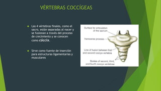VÉRTEBRAS COCCÍGEAS
 Las 4 vértebras finales, como el
sacro, están separadas al nacer y
se fusionan a través del proceso
de crecimiento y se conocen
como cóccix.
 Sirve como fuente de inserción
para estructuras ligamentarias y
musculares
 