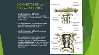 LIGAMENTOS DE LA
COLUMNA CERVICAL
 Los ligamentos atlanto-
occipitales unen el hueso occipital
del cráneo a la primera vértebra cervical
(atlas o C1)
 Los ligamentos occipito-axiales
unen el hueso occipital al diente o
proceso odontoides del axis.
 Los ligamentos atlanto-axiales
unen el atlas al axis
 Un grupo final de ligamentos no está
involucrado en el movimiento de la
columna vertebral: los ligamentos
costovertebrales (6 por costilla) que
unen las articulaciones de los 12 pares
de costillas del tórax con 12 vértebras
toráxicas
 