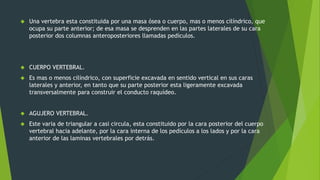  Una vertebra esta constituida por una masa ósea o cuerpo, mas o menos cilíndrico, que
ocupa su parte anterior; de esa masa se desprenden en las partes laterales de su cara
posterior dos columnas anteroposteriores llamadas pedículos.
 CUERPO VERTEBRAL.
 Es mas o menos cilíndrico, con superficie excavada en sentido vertical en sus caras
laterales y anterior, en tanto que su parte posterior esta ligeramente excavada
transversalmente para construir el conducto raquídeo.
 AGUJERO VERTEBRAL.
 Este varia de triangular a casi circula, esta constituido por la cara posterior del cuerpo
vertebral hacia adelante, por la cara interna de los pedículos a los lados y por la cara
anterior de las laminas vertebrales por detrás.
 