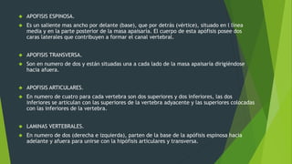  APOFISIS ESPINOSA.
 Es un saliente mas ancho por delante (base), que por detrás (vértice), situado en l línea
media y en la parte posterior de la masa apaisaría. El cuerpo de esta apófisis posee dos
caras laterales que contribuyen a formar el canal vertebral.
 APOFISIS TRANSVERSA.
 Son en numero de dos y están situadas una a cada lado de la masa apaisaría dirigiéndose
hacia afuera.
 APOFISIS ARTICULARES.
 En numero de cuatro para cada vertebra son dos superiores y dos inferiores, las dos
inferiores se articulan con las superiores de la vertebra adyacente y las superiores colocadas
con las inferiores de la vertebra.
 LAMINAS VERTEBRALES.
 En numero de dos (derecha e izquierda), parten de la base de la apófisis espinosa hacia
adelante y afuera para unirse con la hipófisis articulares y transversa.
 