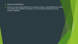  PEDICULOS VERTEBRALES:
 Nacen de la parte posterolateral de los cuerpos laterales, confundiéndose por detrás
con las bases de la apófisis transversas y de las articulares delimitando los del
conducto raquídeo.
 