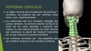 VERTEBRAS CERVICALES
 La región cervical está formado por las primeras 7
vertebras, los primeros dos son referidos como
atlas y axis, respectivamente
 Los pedúnculos del arco vertebral, emergen del
cuerpo vertebral. Su extremo anterior se fija en la
unión de las caras laterales y posterior del
cuerpo; su cara lateral presenta un canal vertical
que constituye la pared del foramen transverso
por el que transcurre la arteria vertebral.
 Las vertebras cervicales son mas pequeñas que
las vertebras torácicas y las vertebras lumbares.
 