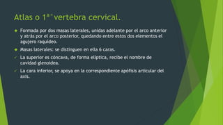 Atlas o 1ª°vertebra cervical.
 Formada por dos masas laterales, unidas adelante por el arco anterior
y atrás por el arco posterior, quedando entre estos dos elementos el
agujero raquídeo.
 Masas laterales: se distinguen en ella 6 caras.
 La superior es cóncava, de forma elíptica, recibe el nombre de
cavidad glenoidea.
 La cara inferior, se apoya en la correspondiente apófisis articular del
axis.
 