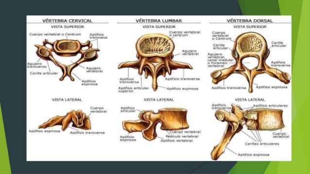 Columna vertebral