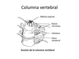 Columna vertebral
 