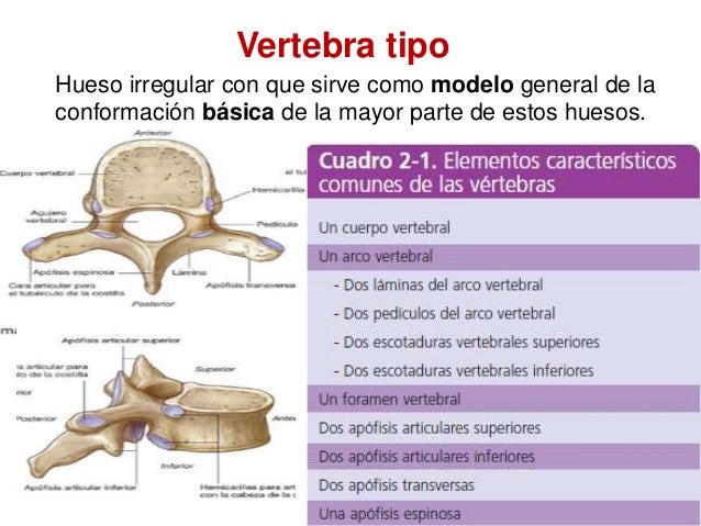 El dolor en los riñones atrav de una balaza.
