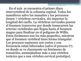 En el axis se encuentra el primer disco 
intervertebral de la columna espinal. Todos los 
mamíferos salvo los manatíes y los perezosos 
tienen 7 vértebras cervicales, sin importar la 
longitud del cuello. La vértebras cervicales poseen 
el foramen transverso por donde transcurren las 
arterias vertebrales que llegan hasta el foramen 
magno para finalizar en el polígono de Willis. 
Estos forámenes son los más pequeños, mientras 
que el foramen vertebral tiene forma triangular. 
Los procesos espinosos son cortos y con 
frecuencia están bifurcados (salvo el proceso C7, 
en donde se ve claramente un fenómeno de 
transición, asemejándose más a una vértebra 
torácica que a una vértebra cervical prototipo). 
 
