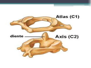 Región dorsal 
Los doce huesos torácicos y sus procesos 
transversos tienen una superficie para articular 
con las costill...