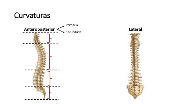 Columna vertebral