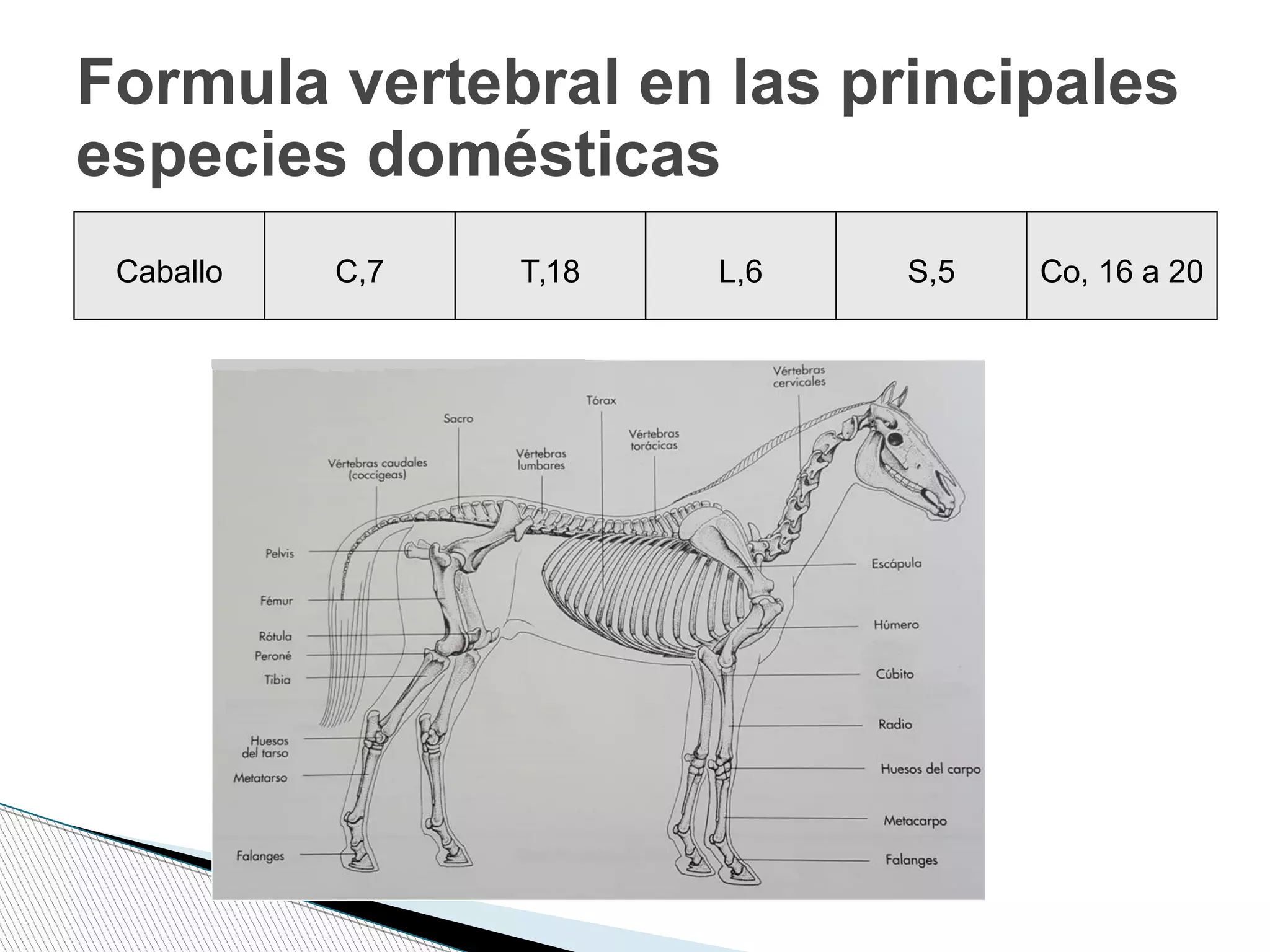 Caballo C,7 T,18 L,6 S,5 Co, 16 a 20
Formula vertebral en las principales
especies domésticas
 